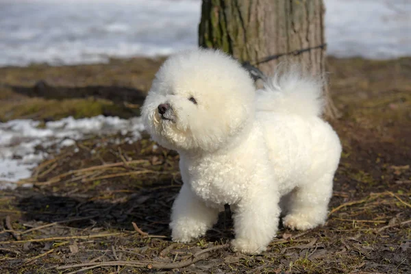 Bichon frize breed  white color — Stock Photo, Image