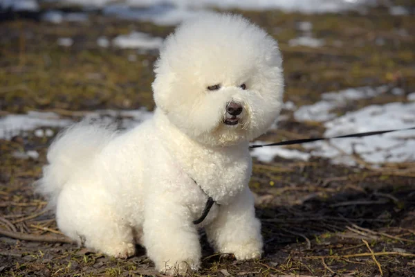 Bichon frize raza blanco color —  Fotos de Stock