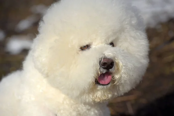 Bichon frize razza colore bianco — Foto Stock