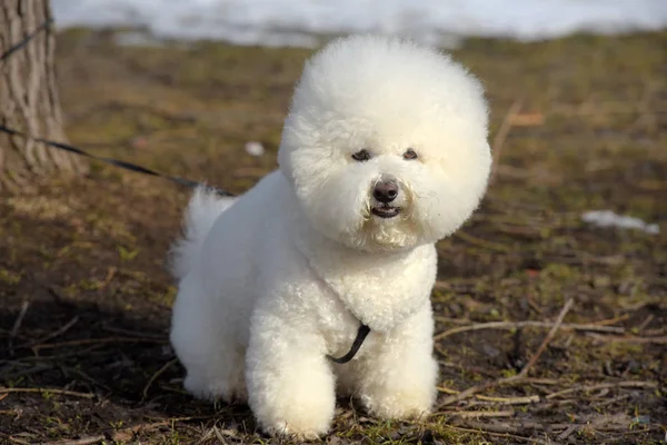 Bichon Frisé rasen vit färg — Stockfoto