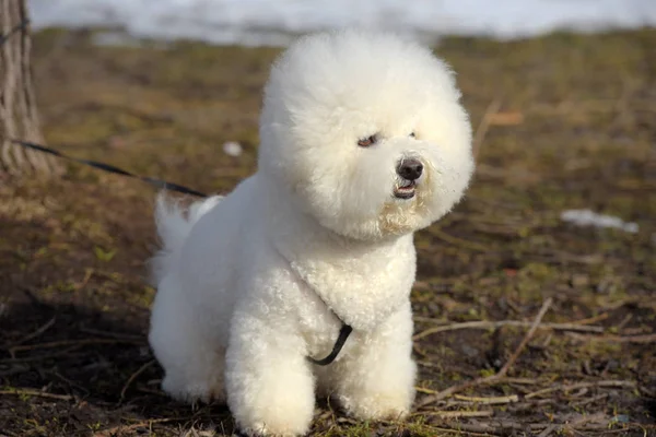 Bichon Frisé rasen vit färg — Stockfoto