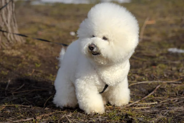 Bichon frize raza blanco color —  Fotos de Stock