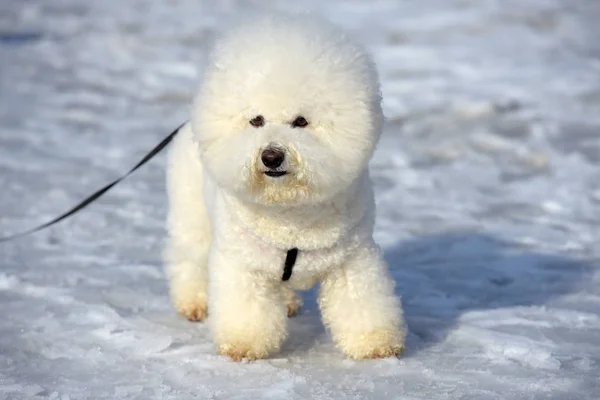 Bichon frize breed  white color — Stock Photo, Image