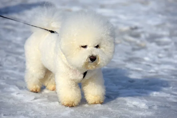 Bichon frize raza blanco color —  Fotos de Stock