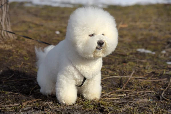 Bichon frize breed  white color — Stock Photo, Image