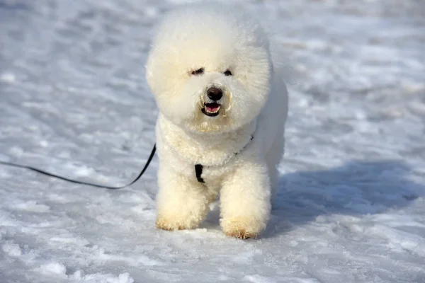 Bichon frize raça cor branca — Fotografia de Stock