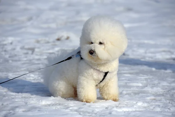 Bichon frize raza blanco color —  Fotos de Stock