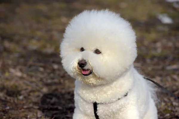 Bichon Frisé rasen vit färg — Stockfoto