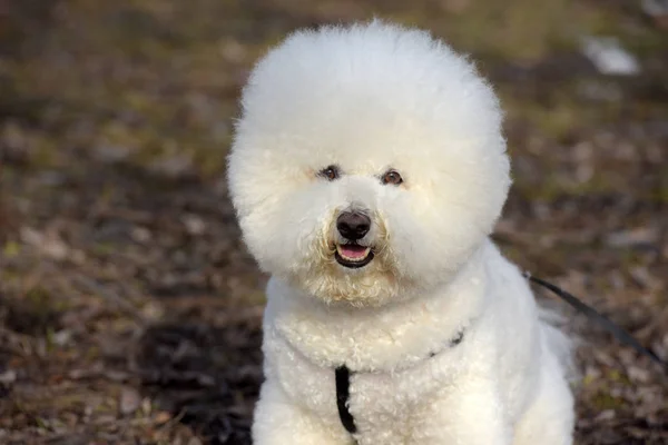 Bichon fríz fajtájú lovak fajta fehér szín — Stock Fotó