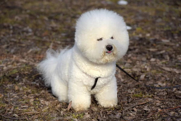 Bichon frize raza blanco color —  Fotos de Stock