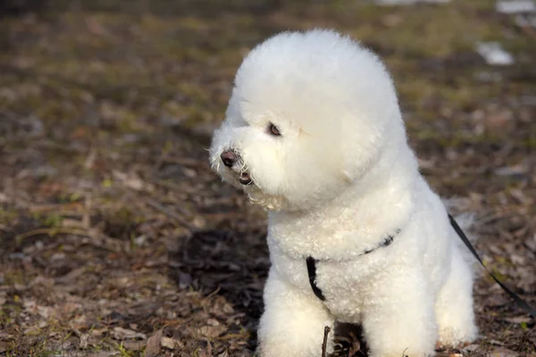 Bichon Frise rasy biały kolor — Zdjęcie stockowe