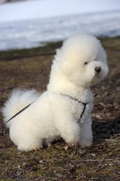 Bichon Frisé rasen vit färg — Stockfoto