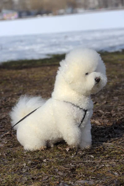 Bichon frize raza blanco color —  Fotos de Stock