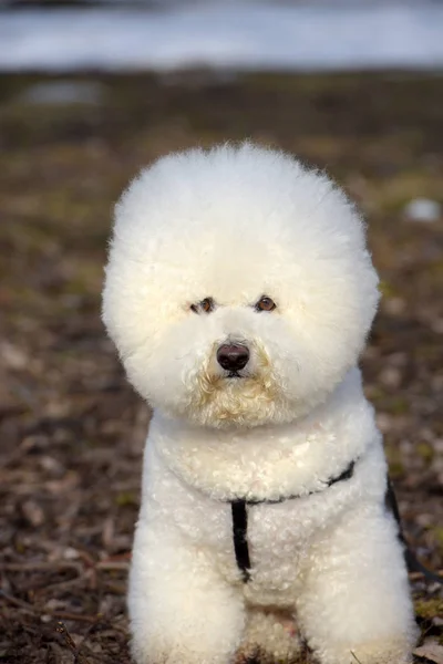 Bichon frize raça cor branca — Fotografia de Stock