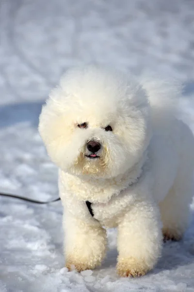 Bichon frize razza colore bianco — Foto Stock