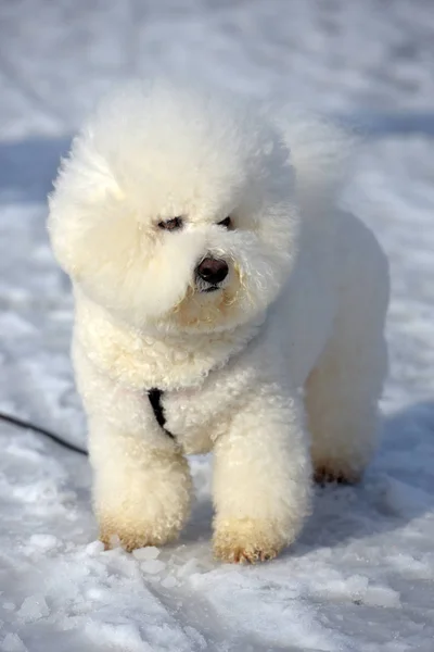 Bichon frize breed  white color — Stock Photo, Image