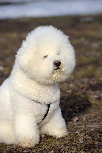 Bichon frize raza blanco color —  Fotos de Stock