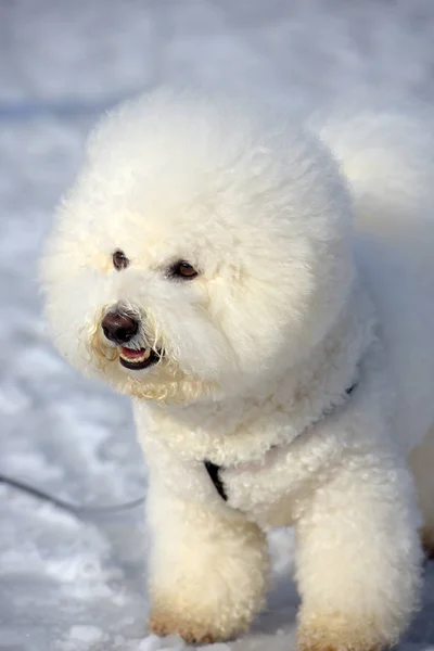 Bichon Frisé rasen vit färg — Stockfoto