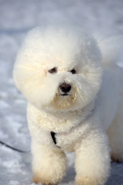 Bichon fríz fajtájú lovak fajta fehér szín — Stock Fotó