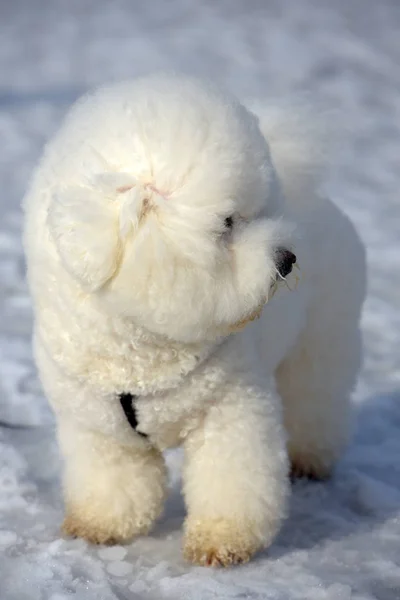 Bichon fríz fajtájú lovak fajta fehér szín — Stock Fotó