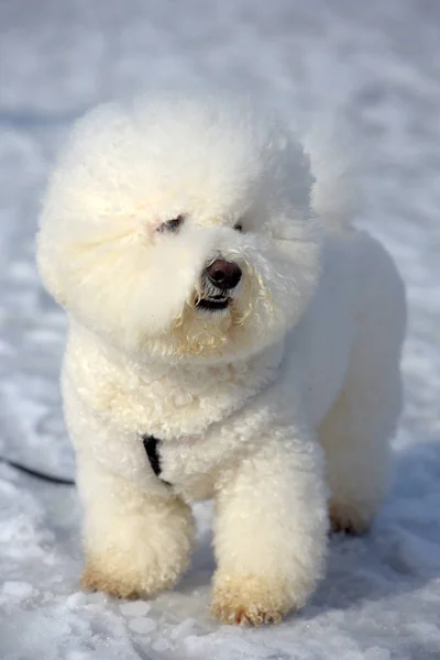 Bichon frize raça cor branca — Fotografia de Stock