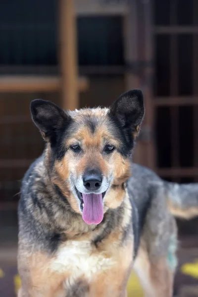 Elderly dog half-breed shepherd — Stock Photo, Image