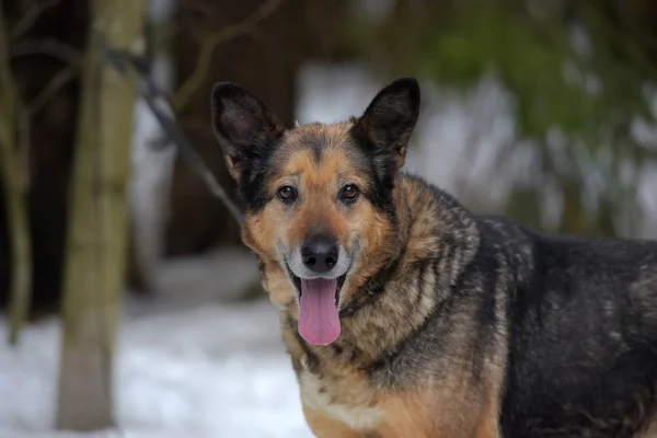 Äldre hund halv-rasen herde — Stockfoto