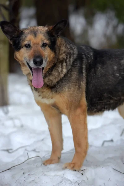 Älterer Hund Mischlingshund — Stockfoto