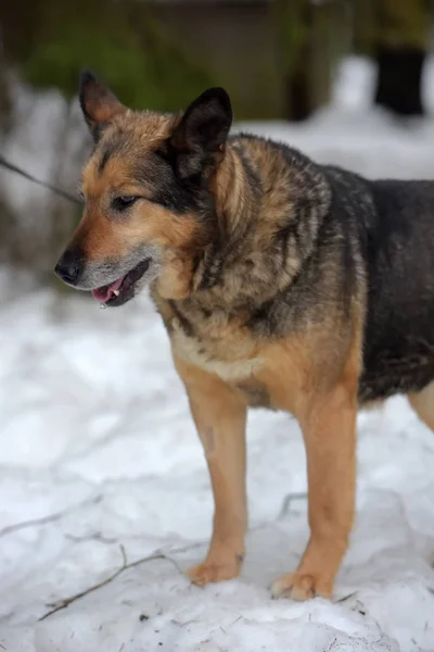 Elderly dog half-breed shepherd — Stock Photo, Image