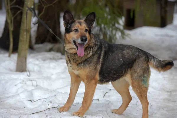 Elderly dog half-breed shepherd — Stock Photo, Image