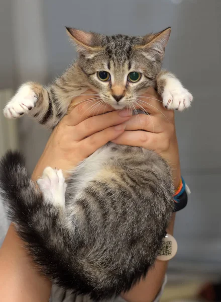 Mignon chaton rayé à la maison — Photo