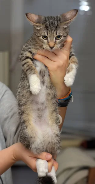 Cute striped home kitten — Stock Photo, Image