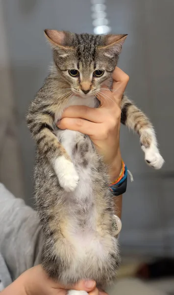 Lindo rayas casa gatito — Foto de Stock