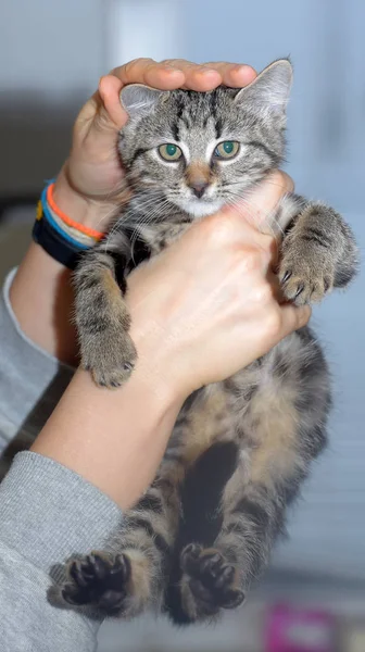 Bonito listrado casa gatinho — Fotografia de Stock