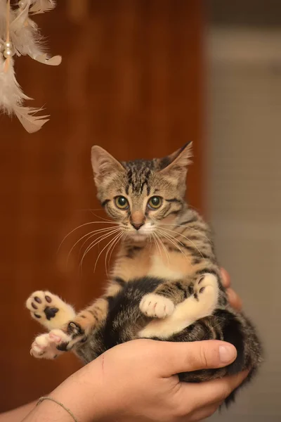 Lindo rayas casa gatito — Foto de Stock