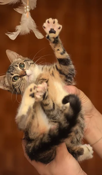 かわいいストライプホーム子猫 — ストック写真
