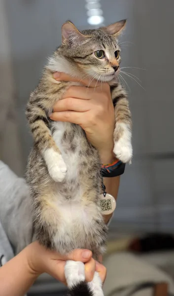 Lindo rayas casa gatito — Foto de Stock