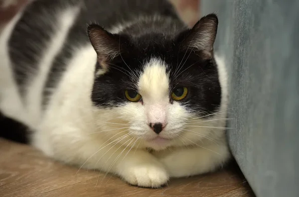 Frightened cat lies on the floor black and white shorthair — Stock Photo, Image