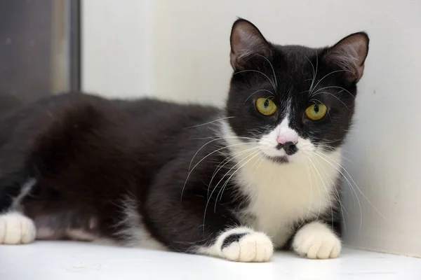 Gato shorthair preto e branco — Fotografia de Stock