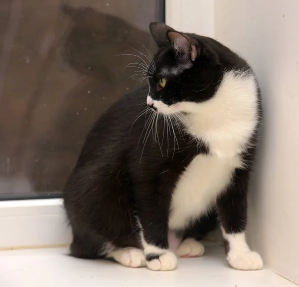 Чорно-білий короткошерстий кіт — стокове фото