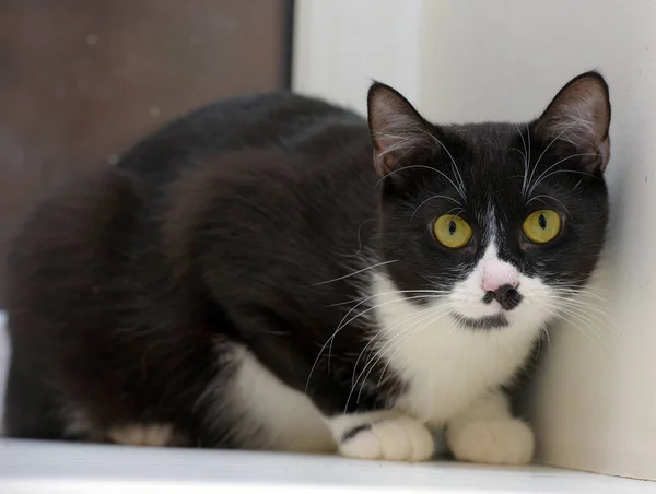 Gato de taquigrafía blanco y negro — Foto de Stock