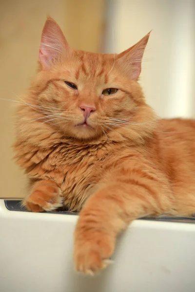 Gyönyörű bolyhos aranyos vörös macska — Stock Fotó