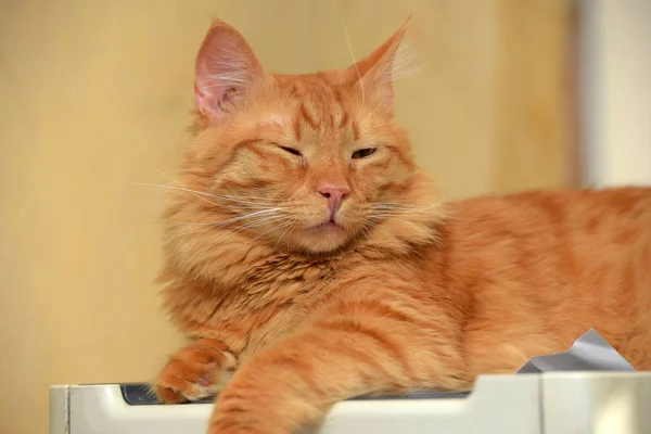 Mooie pluizige schattige rode kat — Stockfoto