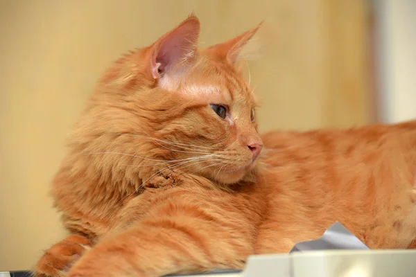 Schöne flauschige süße rote Katze — Stockfoto