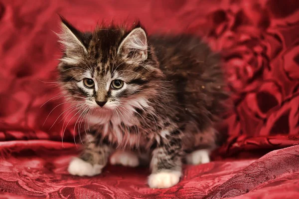 Bello marrone soffice gattino siberiano su sfondo rosso — Foto Stock