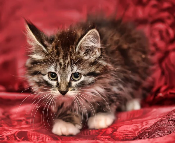Krásná hnědá načechraná sibiřská kočička na červeném pozadí — Stock fotografie