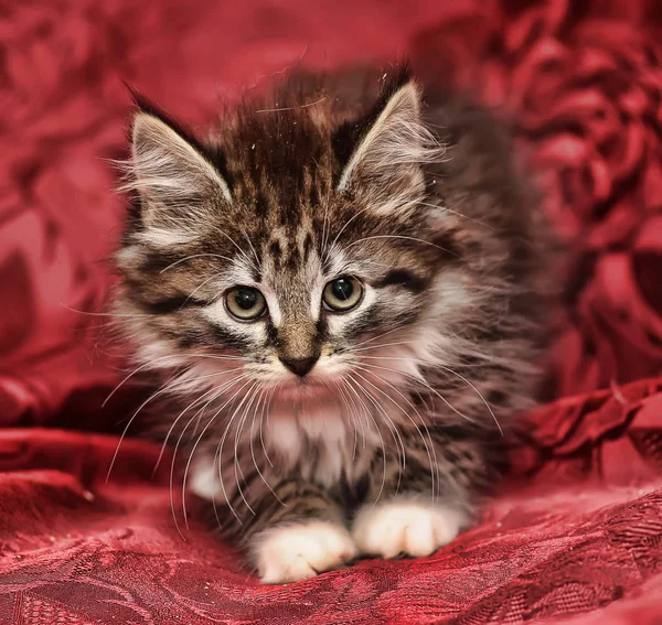 Hermoso marrón esponjoso siberiano gatito sobre rojo fondo — Foto de Stock
