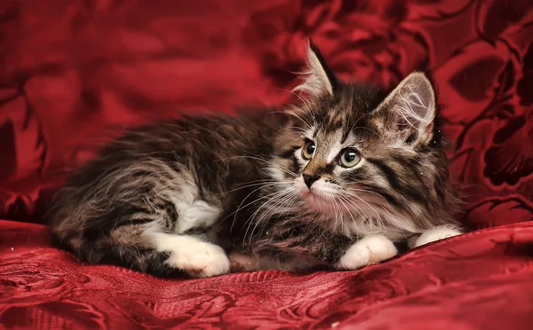 Mooie bruine pluizig Siberische kitten op rode achtergrond — Stockfoto