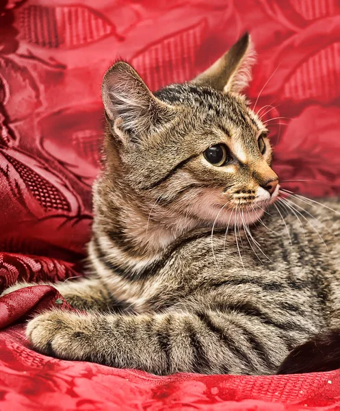 Όμορφη καφέ ριγέ γάτα σε κόκκινο φόντο — Φωτογραφία Αρχείου