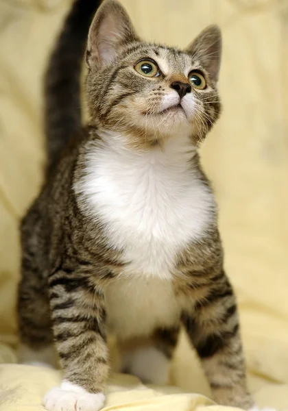 A strisce con un giovane gatto bianco su sfondo giallo — Foto Stock